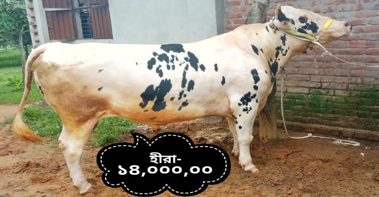 ঘোড়াঘাটে হীরা ও মুক্তার দাম হাঁকা হচ্ছে ১৪ লাখ এবং ১৩ লাখ