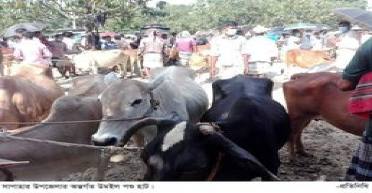সাপাহারে কোরবানীর পশুর হাটে অতিরিক্ত খাজনা আদায়ের অভিযোগ