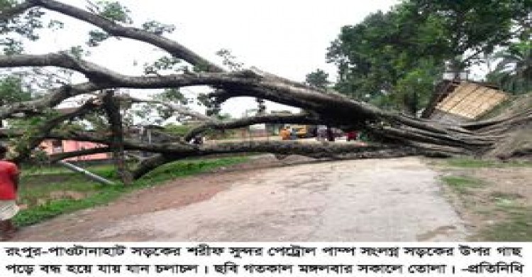 পীরগাছায় হঠাৎ উপড়ে পড়লো দেড়শো বছরের গাছটি