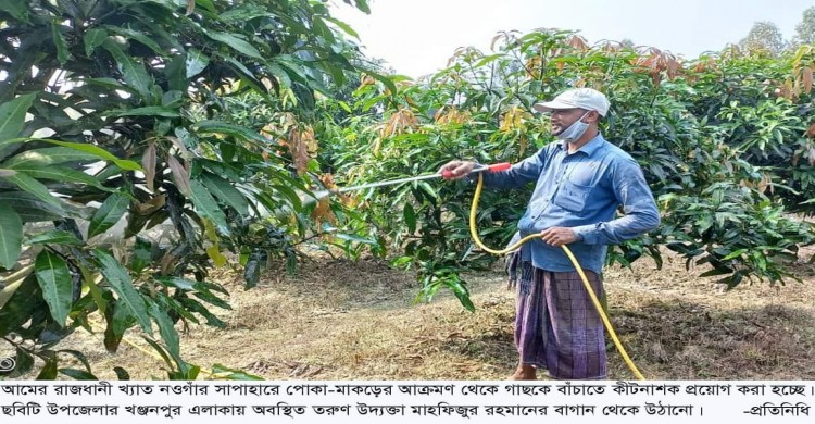 সাপাহারে বাগান পরিচর্যায় ব্যাস্ত আমচাষীরা